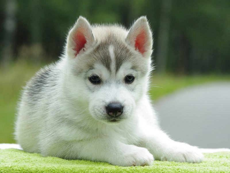 husky.jpg